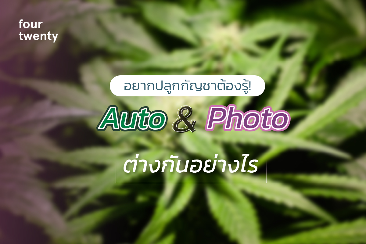 If you want to grow cannabis, you must know! What is the difference between Auto and Photo seeds?
