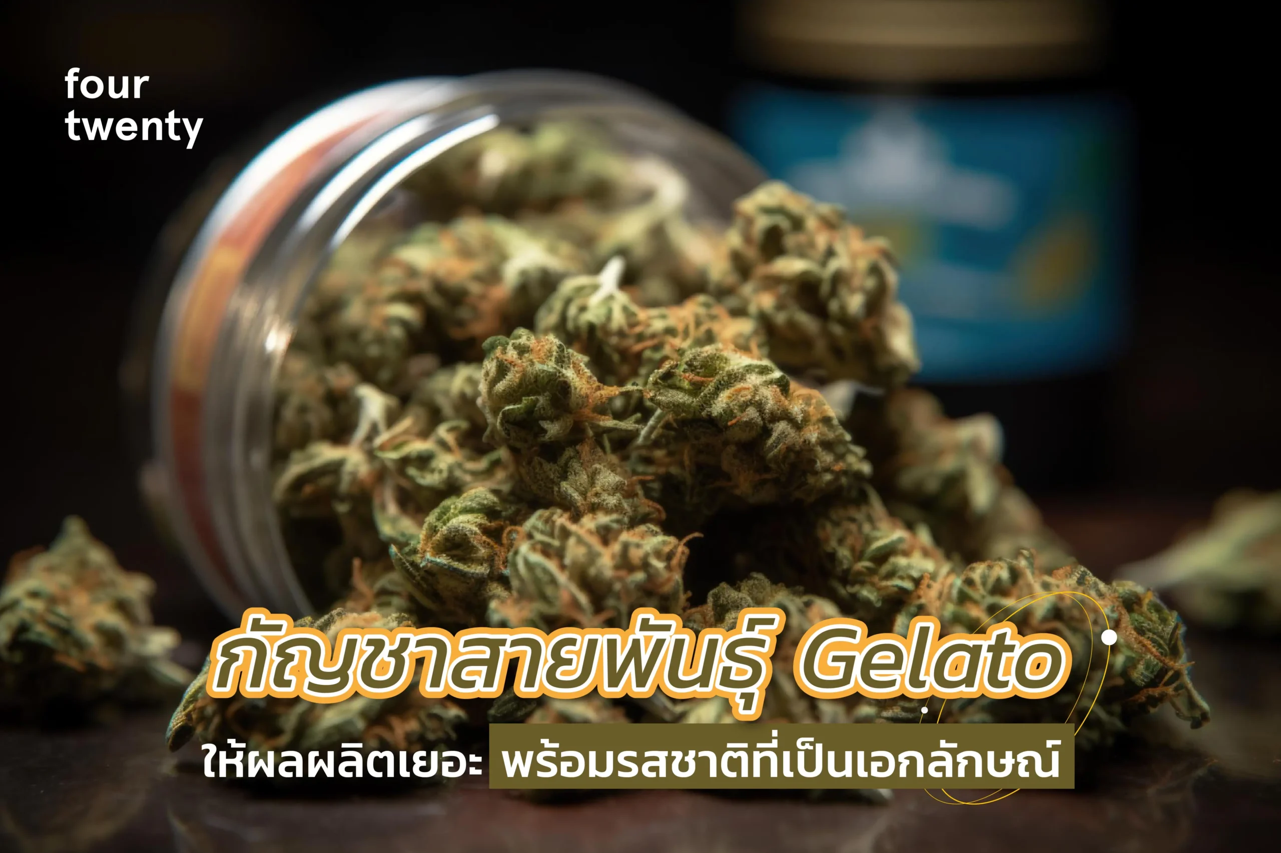 The cannabis strain Gelato produces a lot of yield. With a unique flavor