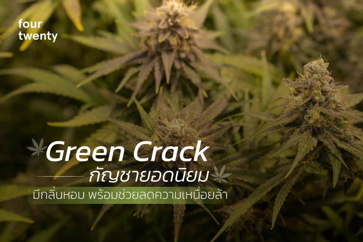 Green Crack is a popular cannabis that has a pleasant aroma and helps reduce fatigue.
