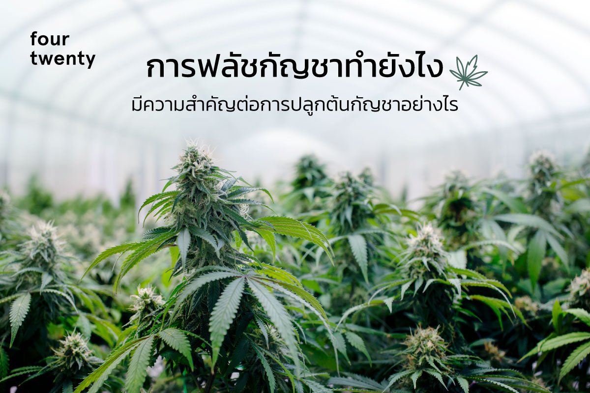 How to flush cannabis? How important is it to growing cannabis plants?