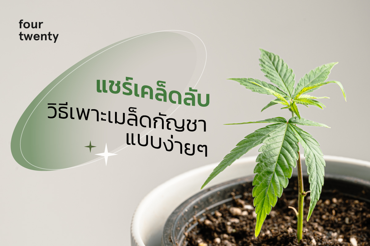 Share tips on how to grow cannabis seeds easily that anyone can do