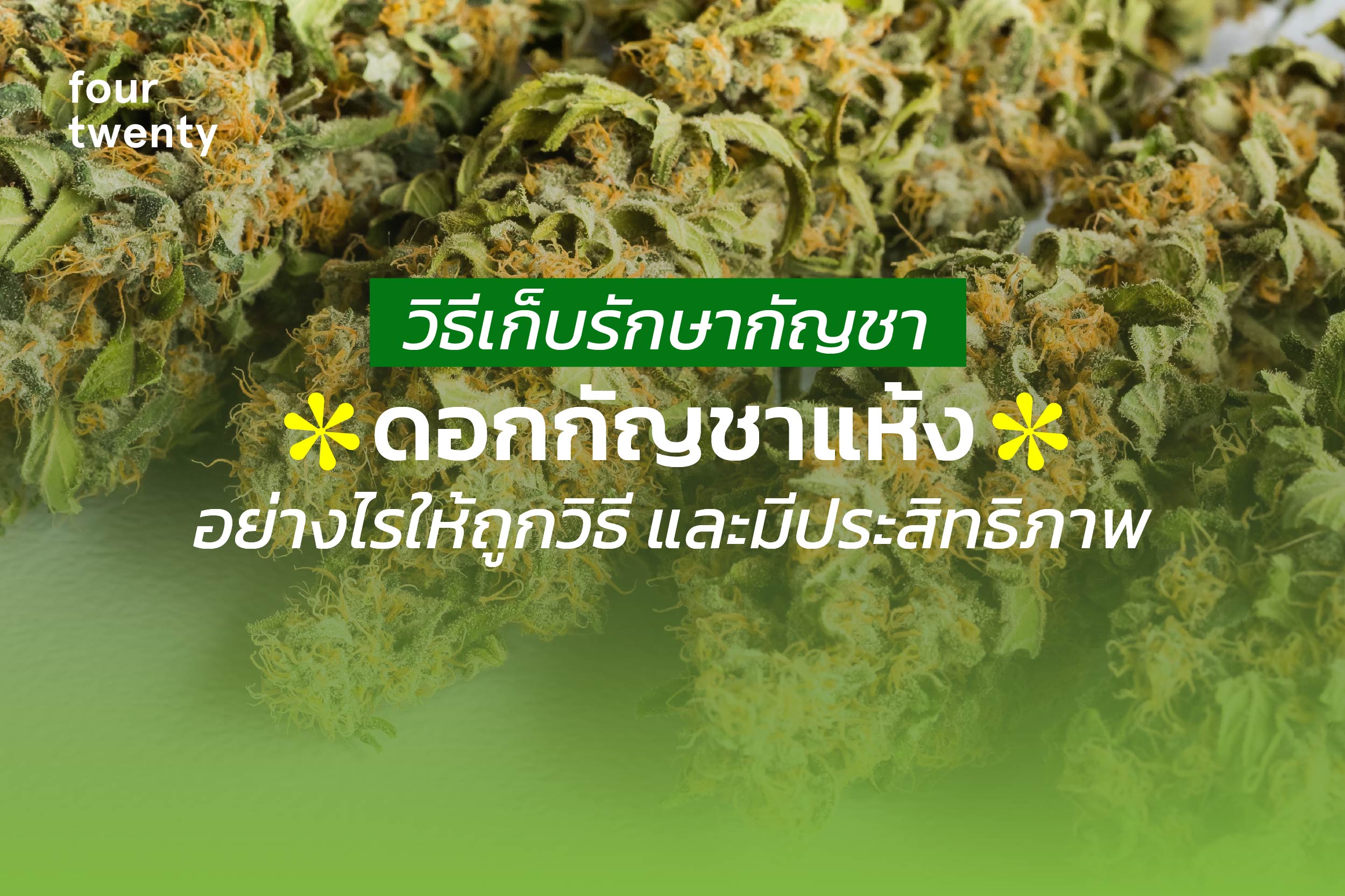 How to store cannabis How to dry cannabis flowers correctly? and effective