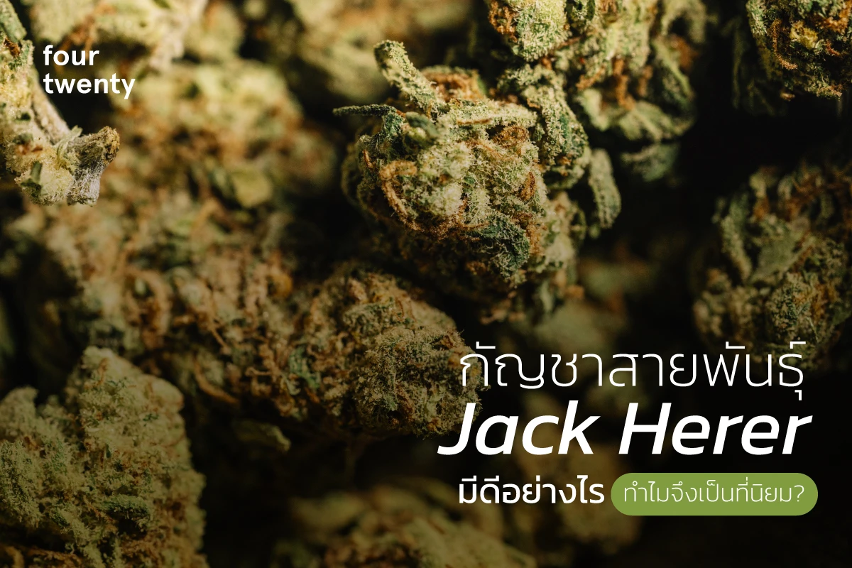 What's so good about Jack Herer cannabis? Why is it so popular?