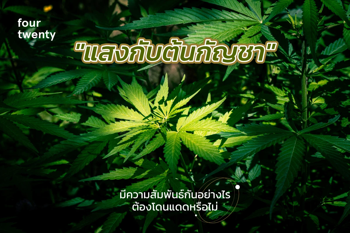 What is the relationship between “light and cannabis plants”? Do you have to be exposed to the sun or not?