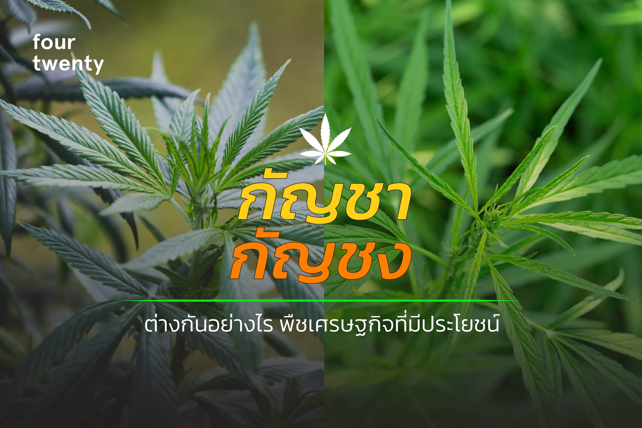How are cannabis and hemp different? Economic plants that are more useful than you think