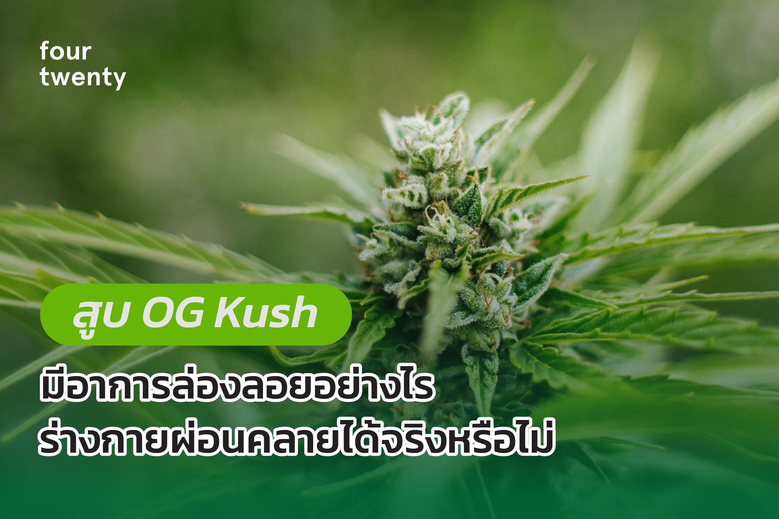 How do you experience drift when smoking OG Kush? Can the body really relax?
