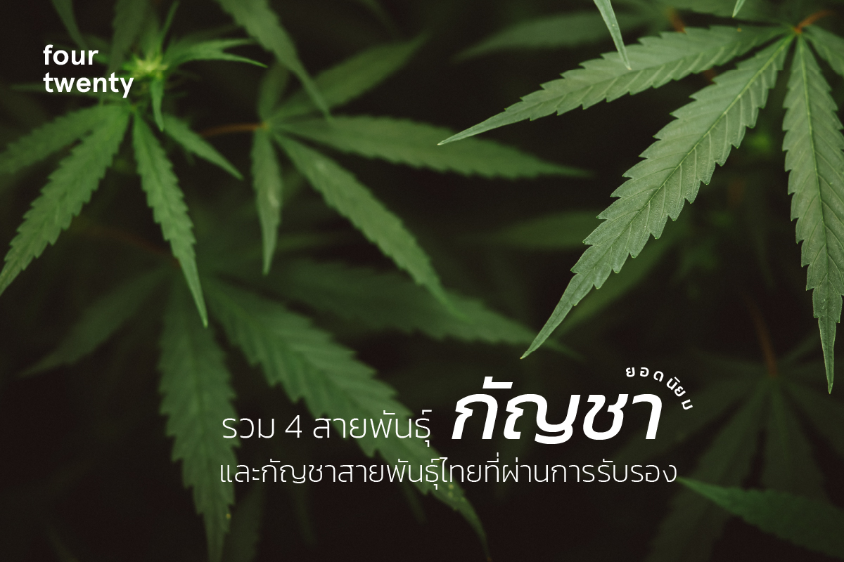 Including 4 popular cannabis strains and certified Thai cannabis strains