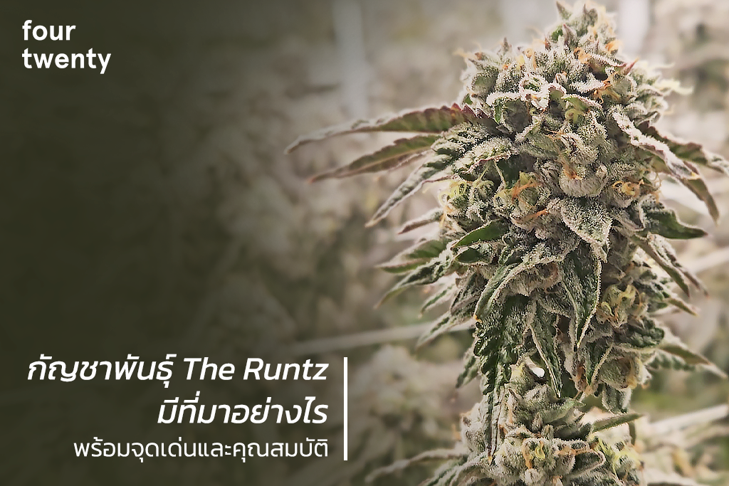 What is the origin of The Runtz cannabis strain? With highlights and features