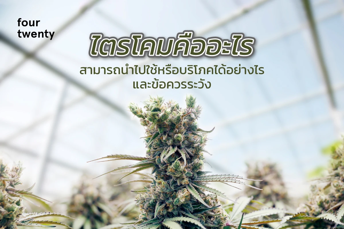 What is a trichome? How can it be used or consumed? Let's look at the precautions.