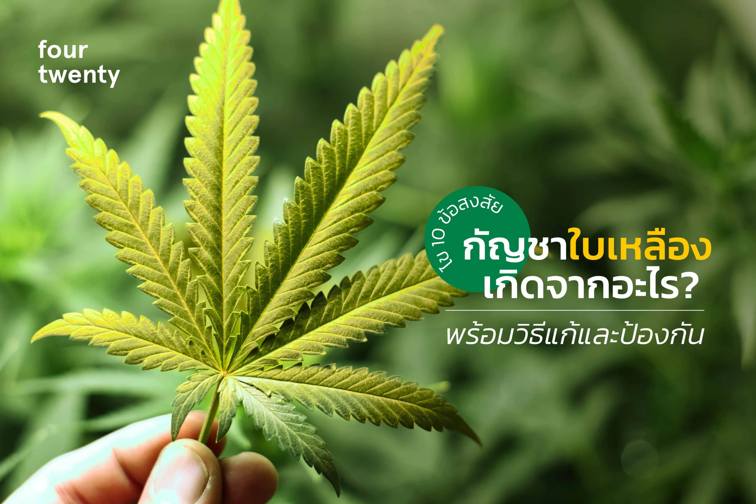 Solving 10 questions: What causes yellow cannabis leaves? Complete with ways to solve and prevent