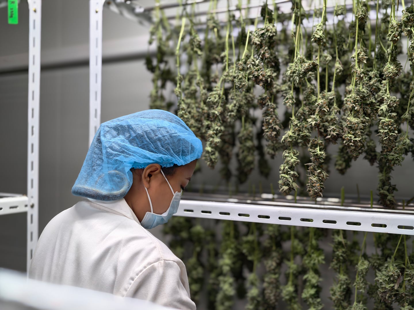 Cultivation worker inspecting harvested cannabis hanging in a drying room.
