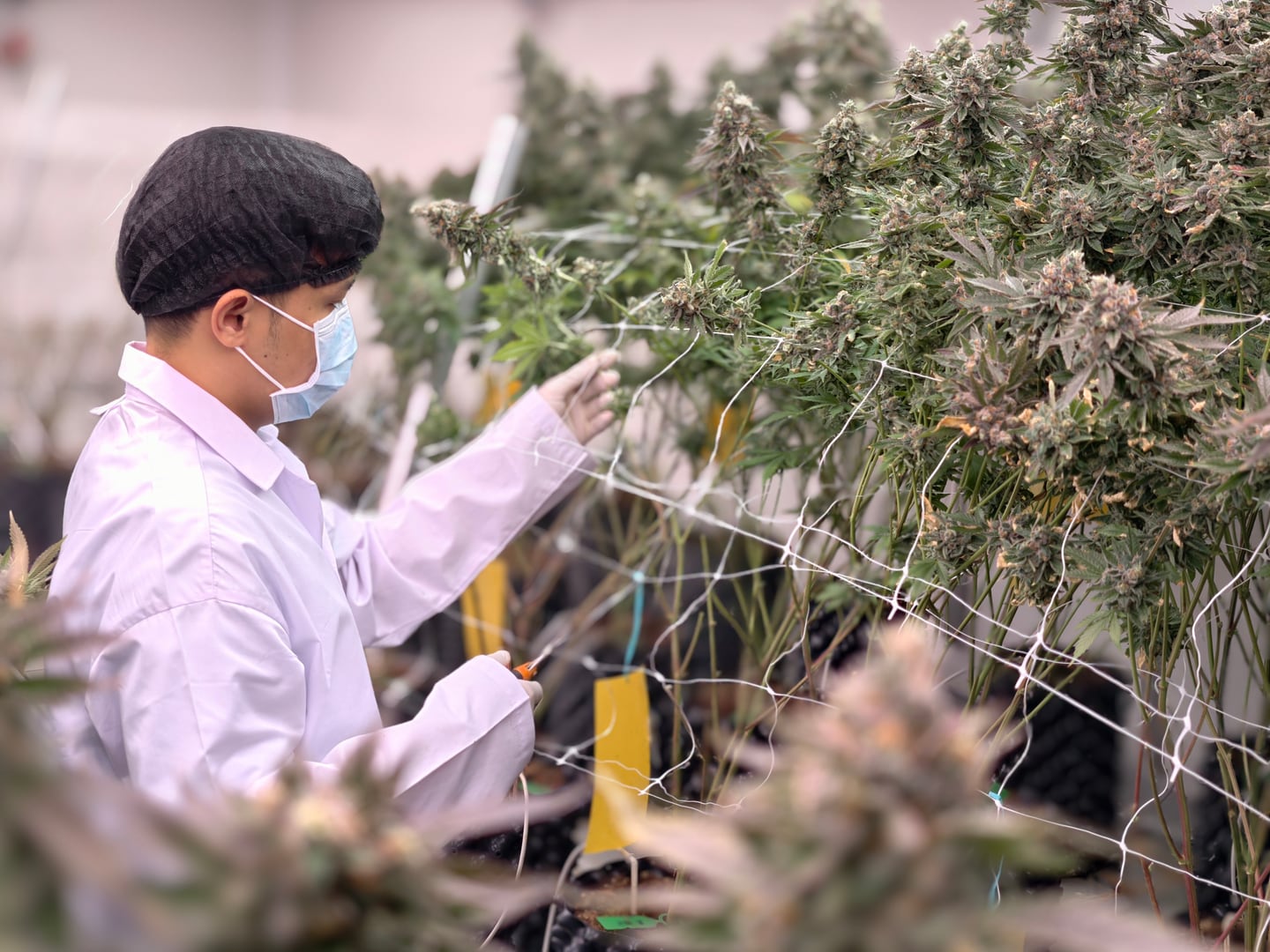 Cultivation worker checking mature cannabis plants in an indoor grow room.