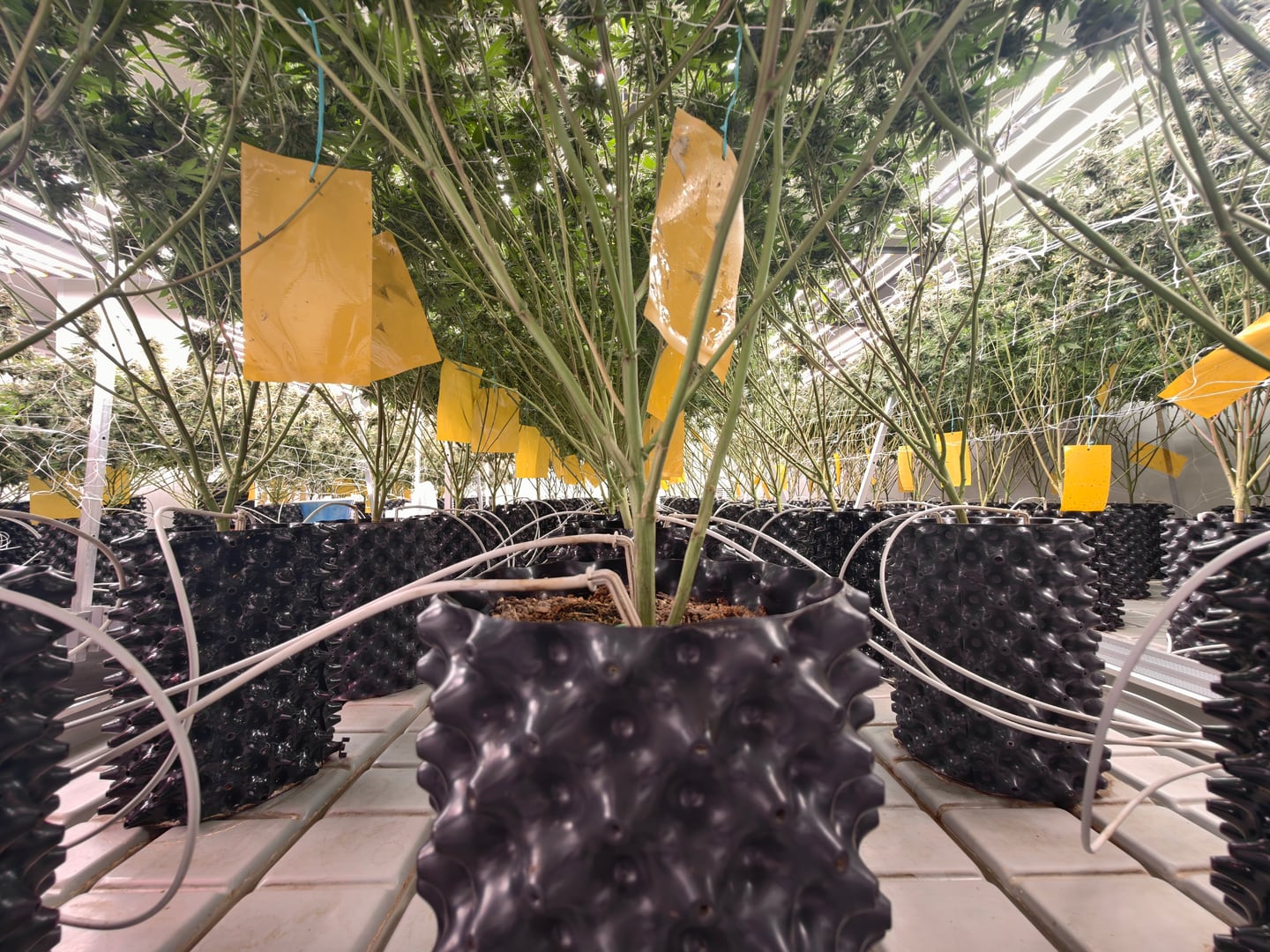 Rows of potted cannabis plants with irrigation lines and yellow monitoring cards.