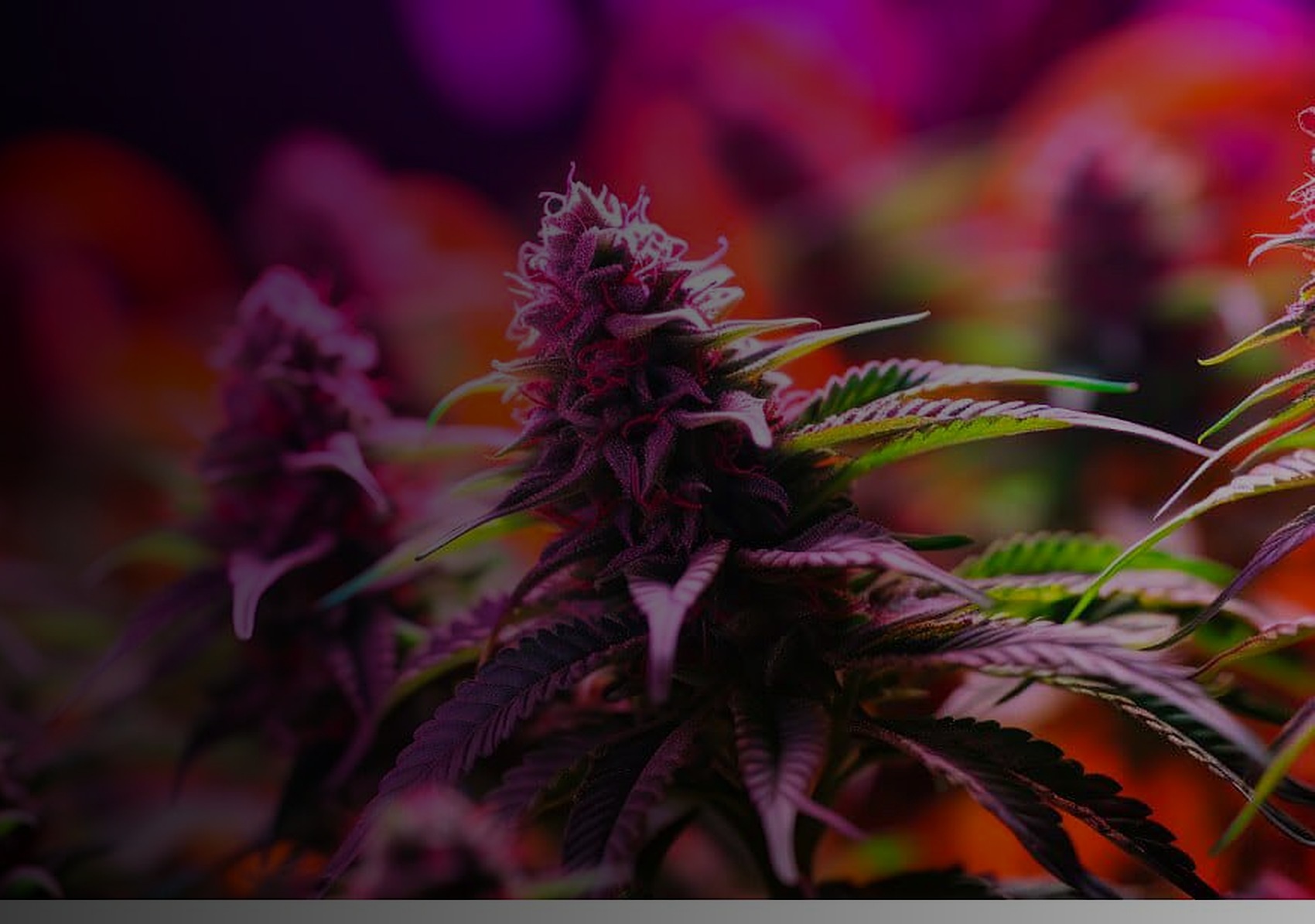 Purple cannabis flower cultivated under controlled indoor conditions