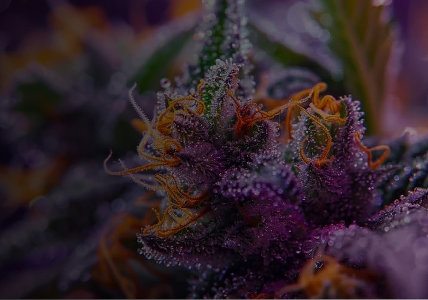 Detailed trichomes on a controlled-cultivation flower