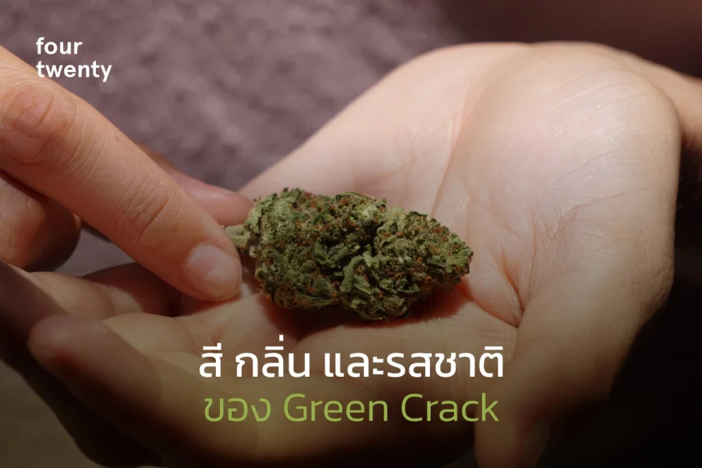 green crack รีวิว